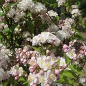 Deutzia purpurescens fleur P1C